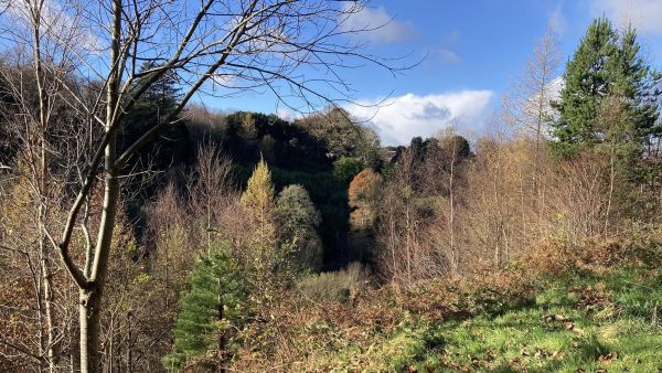 Penllergare Valley Woods